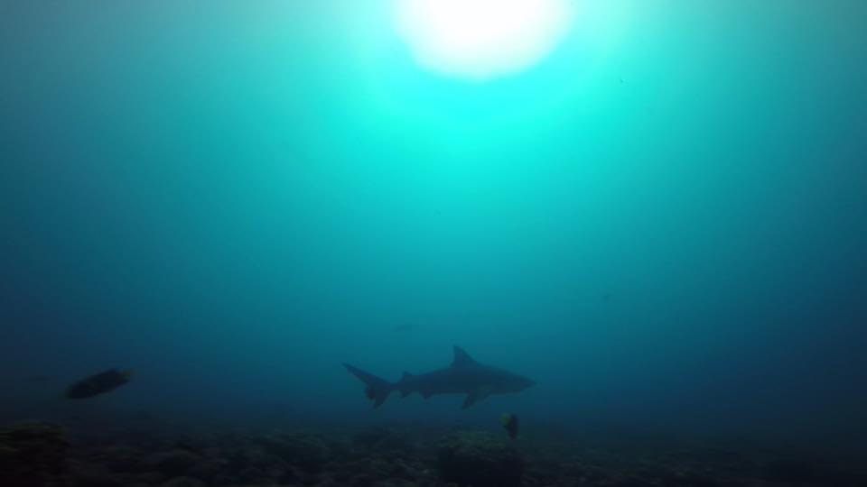 Bat Island Dive with Bull Sharks (Islas Murcielagos)