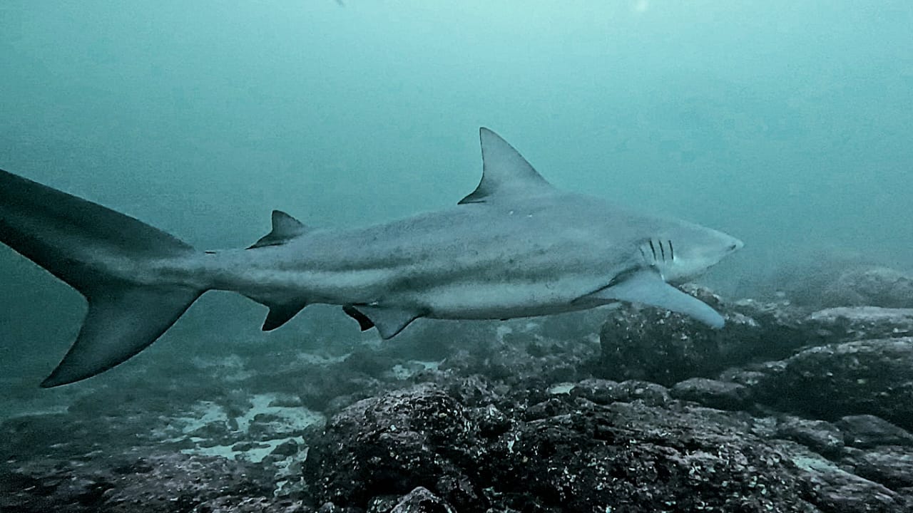 Bull-Shark