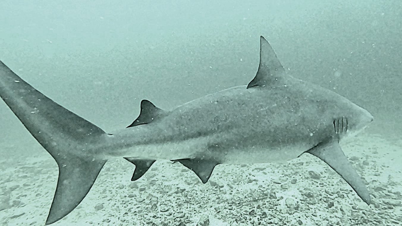 Bull Shark-Bat Islan-Cost Rica