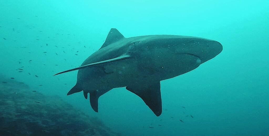 Bull Shark Diving-Bat Islands-Big Scare
